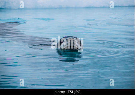 Hydrurga leptonyx léopard (joint), l'Antarctique, l'île de l'entreprise Banque D'Images