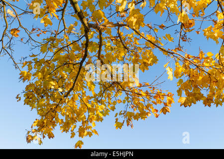 Sous le feuillage des arbres. Jusqu'à la chute de feuilles sur un arbre de l'érable de Norvège (Acer platanoides) contre un ciel bleu, England, UK Banque D'Images