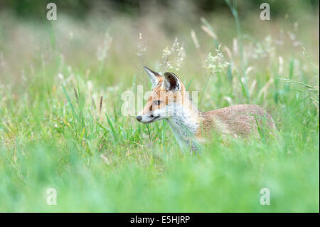 Le renard roux (Vulpes vulpes), Royaume-Uni Banque D'Images