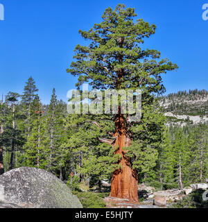 Pin argenté (Pinus monticola), Yosemite National Park, California, United States Banque D'Images