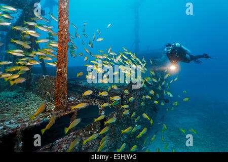 Regarder les plongeurs de l'école de vivaneaux obèse (Lutjanus lutjanus), Alma Jane épave, Sabang Beach, Puerto Galera, Mindoro Banque D'Images