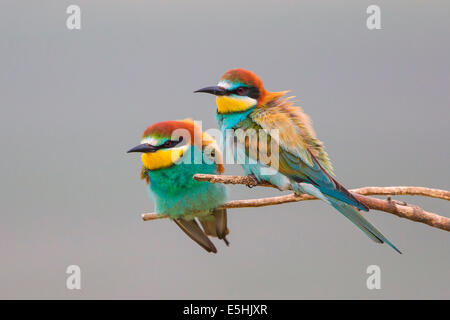 Deux des guêpiers d'Europe (Merops apiaster) assis sur le lac de Neusiedl, direction générale, Autriche Banque D'Images