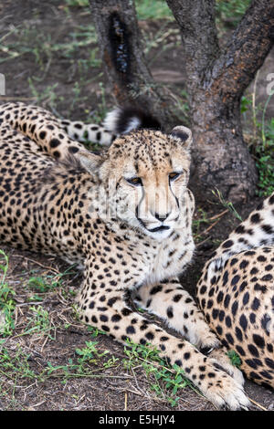 Le Guépard (Acinonyx jubatus), Nambiti Réserver, Kwa-Zulu Natal, Afrique du Sud Banque D'Images