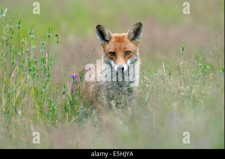 Le renard roux (Vulpes vulpes), Royaume-Uni Banque D'Images