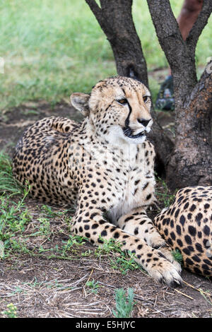 Le Guépard (Acinonyx jubatus), Nambiti Réserver, Kwa-Zulu Natal, Afrique du Sud Banque D'Images