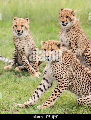 Le Guépard (Acinonyx jubatus), Nambiti Réserver, Kwa-Zulu Natal, Afrique du Sud Banque D'Images