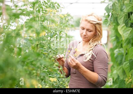 L'ouvrier agricole dans les émissions de contrôler les plants de tomates Banque D'Images