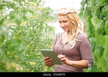 L'ouvrier agricole dans les émissions de contrôler les plants de tomates Using Digital Tablet Banque D'Images