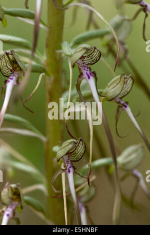 Orchidée fleur Banque D'Images