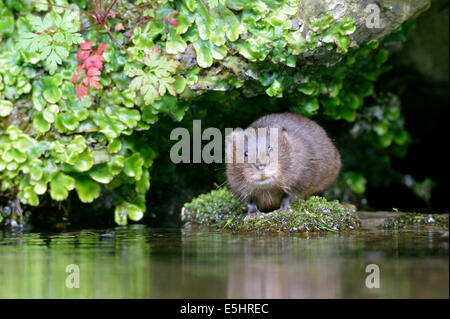 Le campagnol de l'eau (Arvicola amphibius), Royaume-Uni Banque D'Images