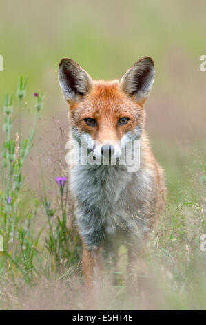 Le renard roux (Vulpes vulpes), Royaume-Uni Banque D'Images