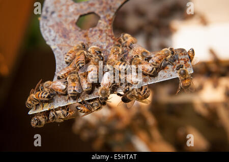 Les abeilles se rassemblent sur un outil, le 18 juin 2014 à Baltimore, Maryland (États-Unis Air Force photo/Le s.. Elizabeth Morris) Banque D'Images