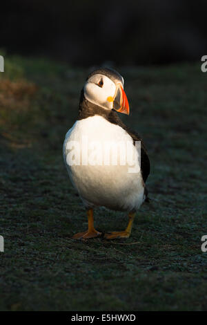 Macareux moine, Fratercula arctica, se tenait dans la lumière du soleil de fin de soirée sur l'île de Skokholm, Pembrokeshire, Pays de Galles du Sud, United K Banque D'Images