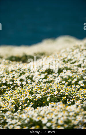 La mer des masses de camomille, Tripleurospermum maritumum en fleur Banque D'Images