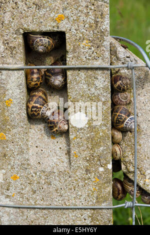 Close up, profondeur de champ, sur une clôture en béton postl, Helix aspersa, escargot, Royaume-Uni, UK. Banque D'Images