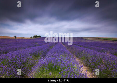 La Lavande, Hitchin, ferme de Cadwell Arlesey, Hertfordshire, Royaume-Uni. 1er août, 2014. Météo France : Le tournesol ont commencé à ouvrir et de lavande est dans son premier à cette ferme familiale qui se spécialise dans la culture de différentes variétés de lavande. Présenté : temps d'exposition des principaux champ de lavande, populaire auprès des visiteurs qui aiment la cueillette des fleurs. Crédit : Stephen Chung/Alamy Live News Banque D'Images