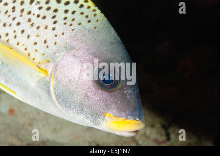 Rubberlip Épinoche tachetée poisson dans la mer Rouge au large de la côte du Soudan Banque D'Images