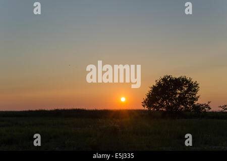 Lone large trww au coucher du soleil dans un champ vert Banque D'Images