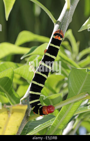 Sphinx Tetrio Caterpillar originaire d'Antigua et Barbuda dans les Caraïbes Petites Antilles Antilles mangeant une feuille sur un frangipani t Banque D'Images