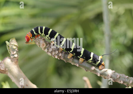 Sphinx Tetrio Caterpillar originaire d'Antigua et Barbuda dans les Caraïbes Petites Antilles Antilles mangeant une feuille sur un frangipani t Banque D'Images