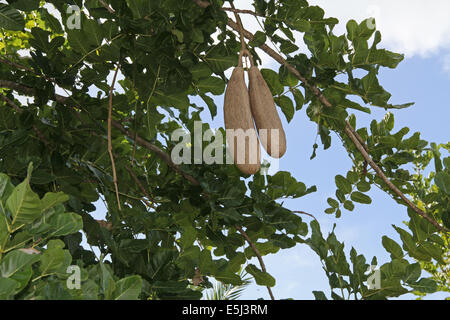 Saucisse de l'Afrique de l'arbre avec ses fruits en Petites Antilles, Antilles, Caraïbes. Banque D'Images