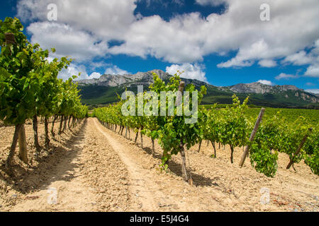 Vignoble dans le quartier de La Rioja Alavesa, Alava, Pays Basque, Espagne Banque D'Images