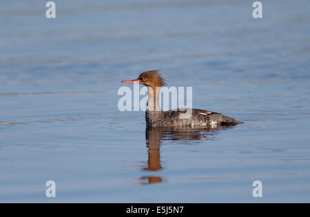 Red-breasted merganser Mergus serrator,, seule femelle sur l'eau, Highlands, Ecosse, Mai 2014 Banque D'Images