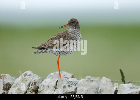 Chevalier arlequin, Tringa totanus, seul oiseau sur mur, Highlands, Ecosse, Juin 2014 Banque D'Images