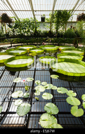 Intérieur de lilly / étang / fleur de lys fleur de nénuphar nénuphar / intérieur maison. Kew Royal Botanic Gardens / Botanique / Jardin UK. Banque D'Images