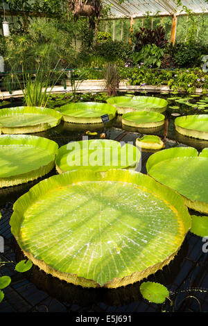 Victoria cruziana / Santa Cruz Water Lily Pad "géant" lillies à l'intérieur de Water Lily / Chambre nénuphar. Jardins botaniques royaux de Kew Garden / UK. Banque D'Images