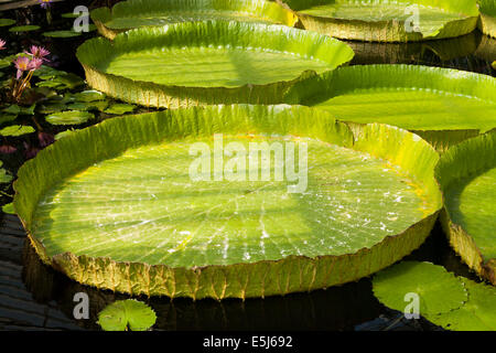 Victoria cruziana / Santa Cruz Water Lily Pad "géant" lillies à l'intérieur de Water Lily / Chambre nénuphar. Jardins botaniques royaux de Kew Garden / UK. Banque D'Images