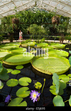 Intérieur de lilly / étang / fleur de lys fleur de nénuphar nénuphar / intérieur maison. Kew Royal Botanic Gardens / Botanique / Jardin UK. Banque D'Images