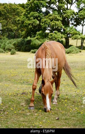 Poney alezan paissant dans la nouvelle forêt sur un fond d'arbres Banque D'Images