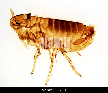 Cette photographie représente un homme adulte Oropsylla Montana flea, anciennement connu sous le Diamanus au Montana. (La peste pneumonique septicémique, peste bubonique,) Banque D'Images