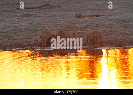 Une troupe de lions au Botswana, Afrique du Sud de boire à la première lumière de l'aube, le glorieux soleil doré lumière reflétée dans l'eau Banque D'Images