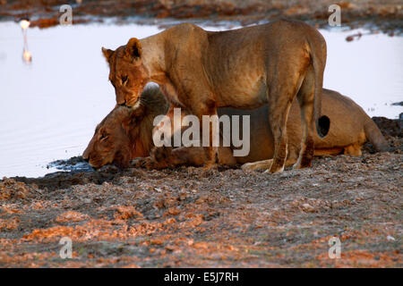 Une troupe de lions au Botswana, Afrique du Sud l'alcool Banque D'Images