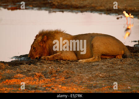 Une troupe de lions au Botswana, Afrique du Sud, grand mâle lion buvant dans le trou d'eau Banque D'Images