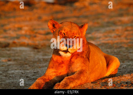 Une troupe de lions en Afrique du Sud, au Botswana, snoozing lionne, Big cat l'un des cinq grands de l'Afrique Banque D'Images