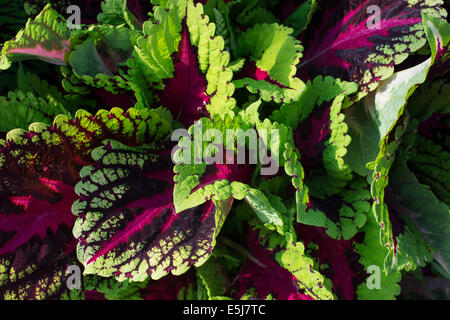 Solenostemon scutellarioides. Coléus Kong Rose Banque D'Images