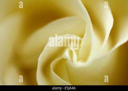 Macro image d'une rose jaune Banque D'Images