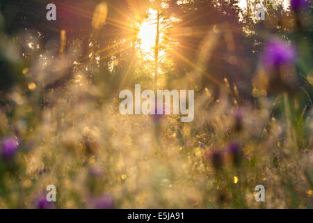 Beau lever de soleil sur une prairie en fleurs flou Banque D'Images