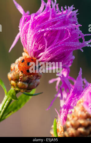 Une coccinelle macro sur une fleur Banque D'Images