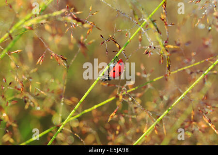 La coccinelle macro se trouve sur une herbe Banque D'Images