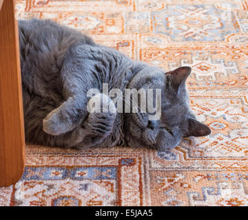 Devon, Angleterre. 2014. Un British Shorthair bleu chat mâle mature s'allonge sur le dos et se détend sur le tapis. Banque D'Images