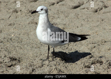 Une mouette debout sur le sable d'une plage sur l'océan Atlantique à Hollywood Beach, Florida, USA Banque D'Images