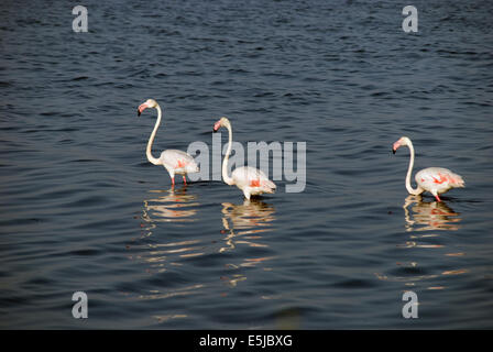 Flamants Roses à Cagliari Banque D'Images