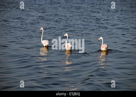 Flamants Roses à Cagliari Banque D'Images