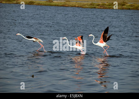 Flamants Roses à Cagliari Banque D'Images