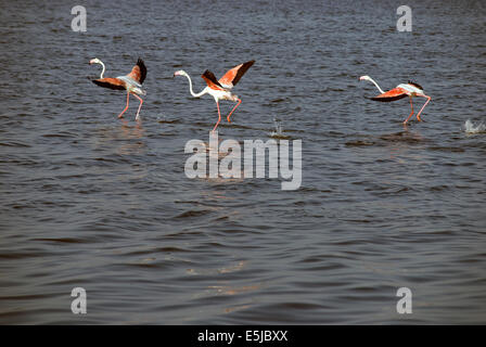 Flamants Roses à Cagliari Banque D'Images