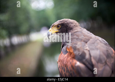 Berlin, Allemagne. 07 août, 2014. Harris' 'Hawk' Kater pendant le spectacle d'oiseaux de proie au Tierpark de Berlin, Allemagne, 02 août 2014. Le spectacle se produit chaque week-end en août de cette année. Photo : DANIEL NAUPOLD/dpa/Alamy Live News Banque D'Images